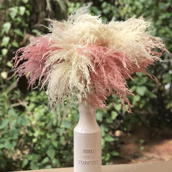 1PC Dried Flower Pampas Grass Natural Dry Plant Ornaments DIY Home Party Wedding Decoration Flower Arrangement
1PC Dried Flower Pampas Grass Natural Dry Plant Ornaments DIY Home Party Wedding Decoration Flower Arrangement