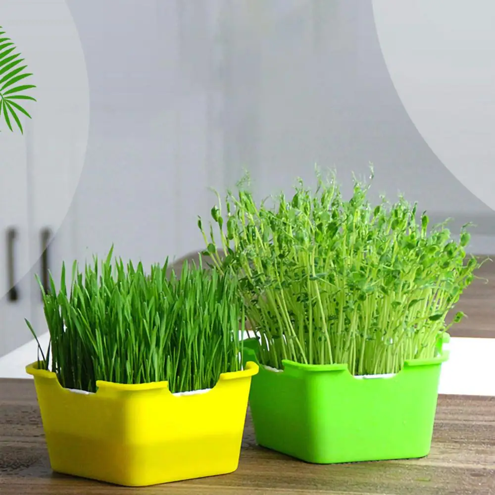 Pentagonal Box Sprouts Seedling Tray Multifunctional Planting Box Cat Grass Planting Box Children's DIY Sprouts Planting Box
Pentagonal Box Sprouts Seedling Tray Multifunctional Planting Box Cat Grass Planting Box Children's DIY Sprouts Planting Box