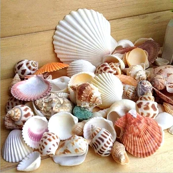 Aquarium Beach Nautical DIY Mixed Bulk Approx 100g Sea Shells Christmas Decor
Aquarium Beach Nautical DIY Mixed Bulk Approx 100g Sea Shells Christmas Decor