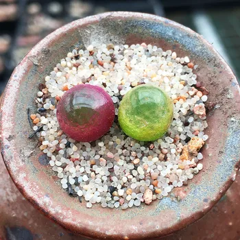 2pcs Conophytum Burgeri not seads Rare Lithops Exotic Plant Succulent Artificial without pots FREE SHIPPING
2pcs Conophytum Burgeri not seads Rare Lithops Exotic Plant Succulent Artificial without pots FREE SHIPPING