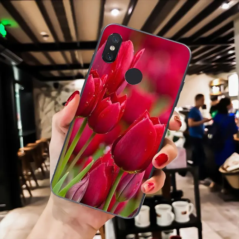 Tulip flower