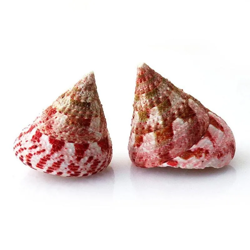 5-6cm Pink Natural Strawberry Snail Red Tower Conch Home Office Fish Tank Decorations Ornaments Shell Collection Gift Souvenir | Дом и сад