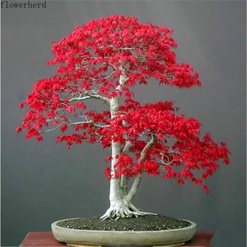 American Red Maple Seeds Four Seasons Red Leaf Maple Seeds Autumn Flame Garden Home Ornamental Panjing Tree Seeds Garden Tools
American Red Maple Seeds Four Seasons Red Leaf Maple Seeds Autumn Flame Garden Home Ornamental Panjing Tree Seeds Garden Tools