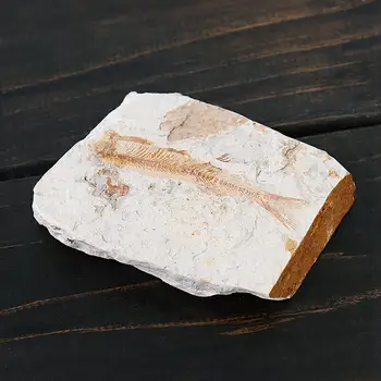 1pc Fish Fossil Natural Fish Lycoptera Fossil Specimen Insect Fossil Specimen Gift Collection Stone Home Decoration
1pc Fish Fossil Natural Fish Lycoptera Fossil Specimen Insect Fossil Specimen Gift Collection Stone Home Decoration