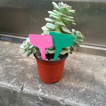 Garden Labels T-Type Tags Plant Markers Farmer Accessories Labels and Signs 100pcs Home Nursery Supplies Flower Stick Pot New
Garden Labels T-Type Tags Plant Markers Farmer Accessories Labels and Signs 100pcs Home Nursery Supplies Flower Stick Pot New
