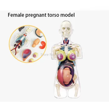 4D Female Pregnant Torso Model Teaching Aid Puzzle Assembling Toy School Laboratory Medical Teaching Education Equipment
4D Female Pregnant Torso Model Teaching Aid Puzzle Assembling Toy School Laboratory Medical Teaching Education Equipment