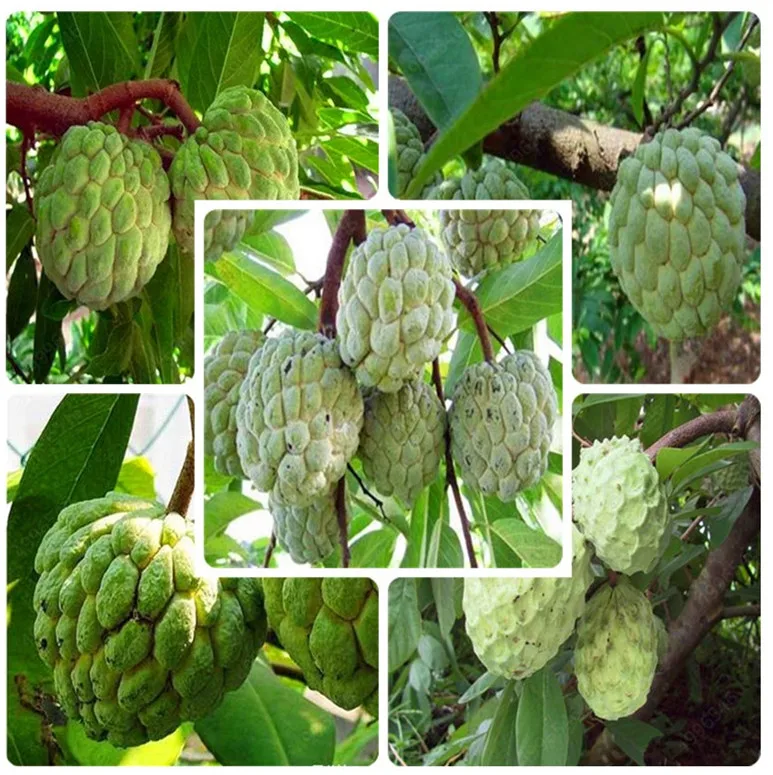 30 Pcs Soursop Bonsai Fruit, Graviola Annona Muricata Sweetsop Delicious Fruit Bonsai Sugar Apple Annona Tree Plant In Bonsai
30 Pcs Soursop Bonsai Fruit, Graviola Annona Muricata Sweetsop Delicious Fruit Bonsai Sugar Apple Annona Tree Plant In Bonsai