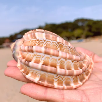New Sea Snail Natural Shell Large Conch Fish Tank Aquarium Decoration Roll Shellfish Breeding Mediterranean Shell Pot Furnishing
New Sea Snail Natural Shell Large Conch Fish Tank Aquarium Decoration Roll Shellfish Breeding Mediterranean Shell Pot Furnishing