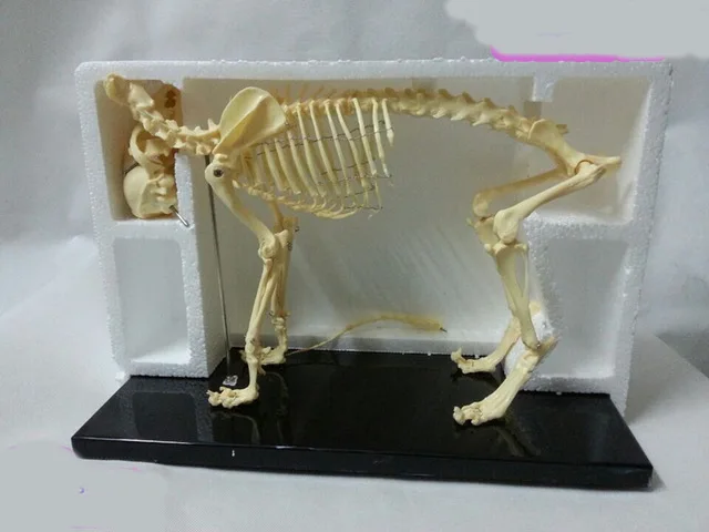 Образовательная модель скелета собаки/кошки животных | Канцтовары для офиса и