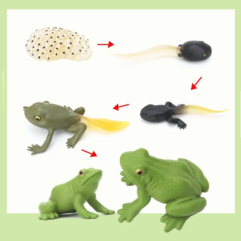 Simulation animal Life cycle phylogenetic scale Model Biology Scientific education Toys Children's scientific enlightenment
Simulation animal Life cycle phylogenetic scale Model Biology Scientific education Toys Children's scientific enlightenment