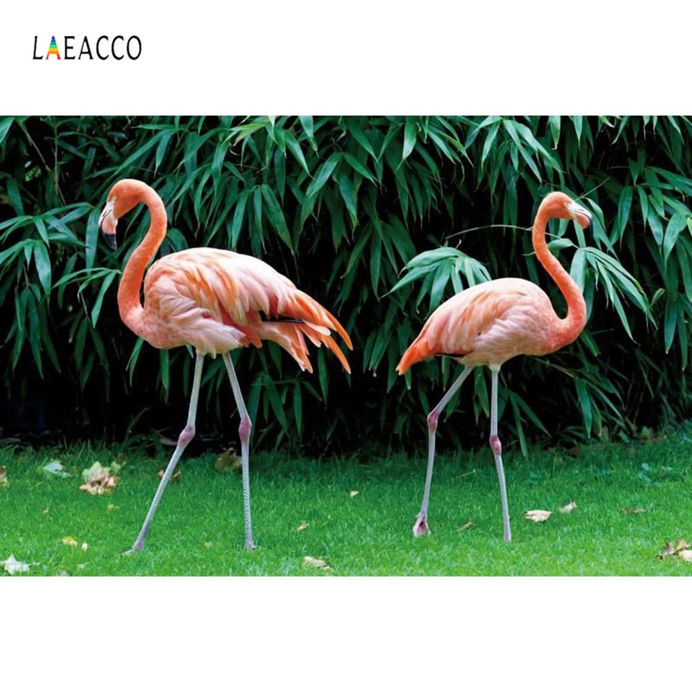 Laeacco Flamingos Green Grass Plant Leaves Child Portrait Scenic Photography Backgrounds Photographic Backdrops For Photo Studio
Laeacco Flamingos Green Grass Plant Leaves Child Portrait Scenic Photography Backgrounds Photographic Backdrops For Photo Studio