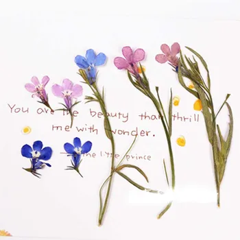 Beauty Small Lobelia Dried Flowers Color Optional For Necklace Ornament 120Pcs 
Beauty Small Lobelia Dried Flowers Color Optional For Necklace Ornament 120Pcs