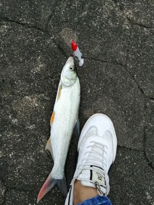 Lure Soft Bait Lead Plating Fish Set Catfish ruan yu Night Light Lure Long Shot Sea Freshwater Bass Fishing Bait Guangxi Topmout
Lure Soft Bait Lead Plating Fish Set Catfish ruan yu Night Light Lure Long Shot Sea Freshwater Bass Fishing Bait Guangxi Topmout