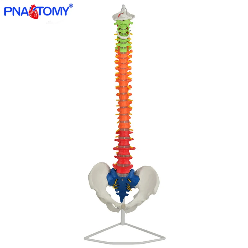 85cm human spine model colored skeleton anatomical pelvis bone medical teaching tool life size with base PNATOMY femur pelvic
85cm human spine model colored skeleton anatomical pelvis bone medical teaching tool life size with base PNATOMY femur pelvic