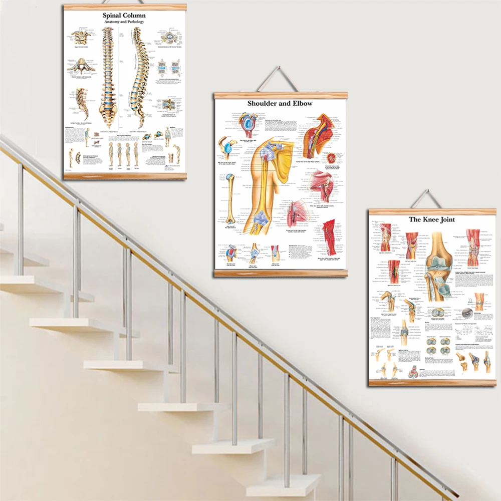 Human Anatomy Muscles Arm Leg shoulder Foot Anatomical Chart Pathology Poster Canvas Painting Wooden Scroll Painting frame Home
Human Anatomy Muscles Arm Leg shoulder Foot Anatomical Chart Pathology Poster Canvas Painting Wooden Scroll Painting frame Home