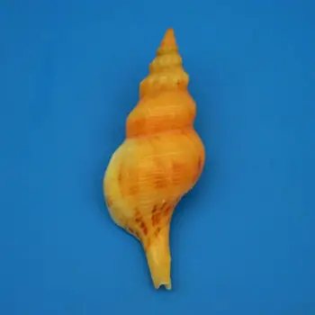 Shell Natural Seashell Conch Beach Nautical Home Decor Shells Specimen Collectibles Fish Tank Landscape
Shell Natural Seashell Conch Beach Nautical Home Decor Shells Specimen Collectibles Fish Tank Landscape