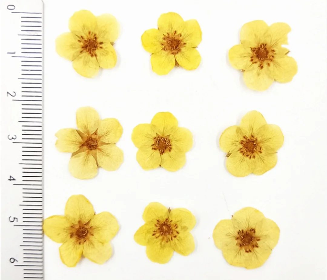 60pcs Pressed Dried Rosa multiflora Flower Head For Epoxy Resin Jewelry Making Bookmark Phone Case Face Makeup Nail Art DIY
60pcs Pressed Dried Rosa multiflora Flower Head For Epoxy Resin Jewelry Making Bookmark Phone Case Face Makeup Nail Art DIY