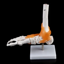 1: 1 Human Skeleton Human Model Joint Medical Anatomy Ankle Ligament Anatomically Teaching Resource Tool
1: 1 Human Skeleton Human Model Joint Medical Anatomy Ankle Ligament Anatomically Teaching Resource Tool