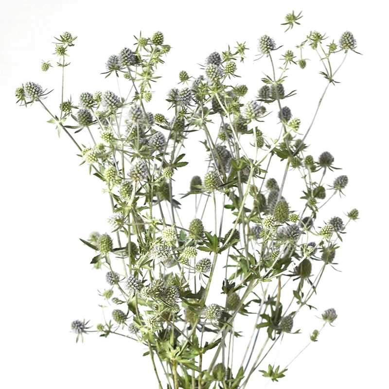 Dongliflower сушеный чертополох натуральный петрушка Кинза (Eryngium Foetidum) декоративный