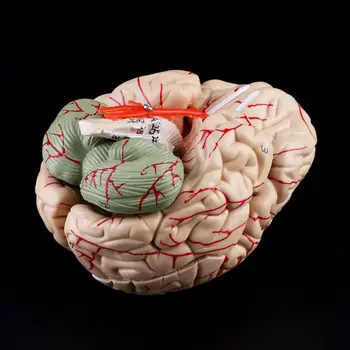 1:1 Scale Colorful Human Adult Head Model with Brain Stem Anatomy Medical Teaching Tool Supply
1:1 Scale Colorful Human Adult Head Model with Brain Stem Anatomy Medical Teaching Tool Supply