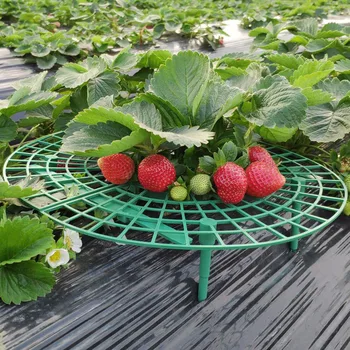 5pcs Garden tools gift Strawberry Planting Rack Fruit Support Plant Climbing Rack Horticultural Climbing Rack Garden supplies
5pcs Garden tools gift Strawberry Planting Rack Fruit Support Plant Climbing Rack Horticultural Climbing Rack Garden supplies