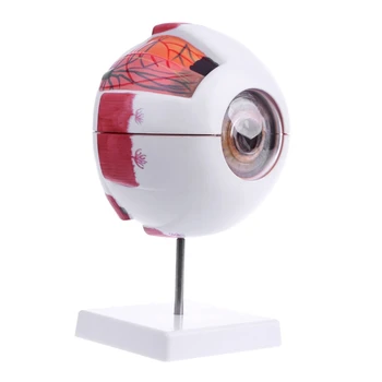 1 Pc Human Anatomical Natural Eyeball Model Learning Aid Teaching Instrument
1 Pc Human Anatomical Natural Eyeball Model Learning Aid Teaching Instrument