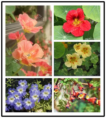 Time-Limit!!TRUE Genuine!!! Fresh Tropaeolum majus Nasturtium Bonsai Easy Planting
Time-Limit!!TRUE Genuine!!! Fresh Tropaeolum majus Nasturtium Bonsai Easy Planting
