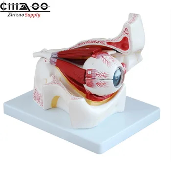 Medical Anatomy Eyeball Anatomical Human Eye with Orbit Model 
Medical Anatomy Eyeball Anatomical Human Eye with Orbit Model