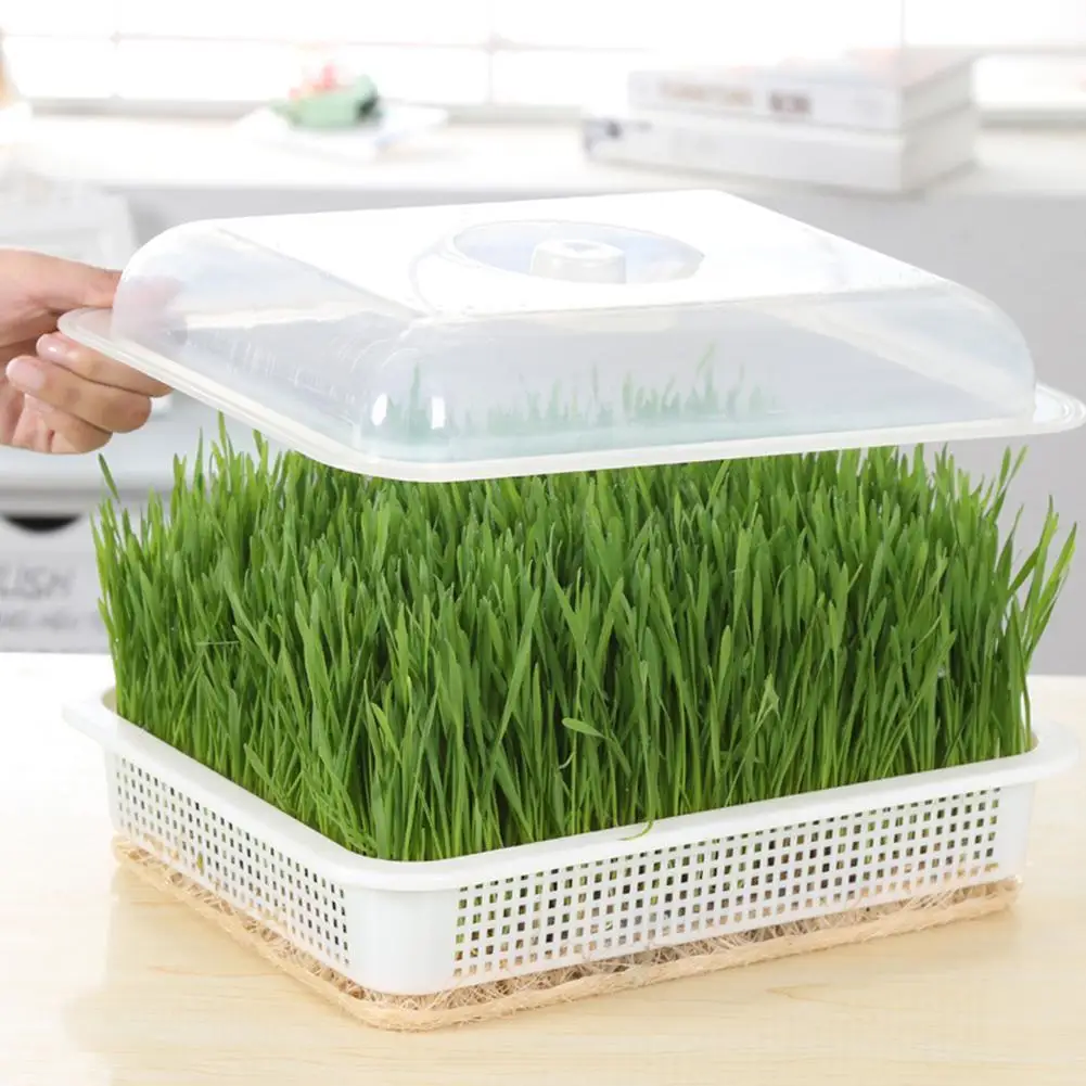 Seed Sprouter Tray BPA Free PP Soil-Free Big Capacity Wheatgrass with Healthy Seedling Plate Grower Tray Hydroponic Sprout Q8T1
Seed Sprouter Tray BPA Free PP Soil-Free Big Capacity Wheatgrass with Healthy Seedling Plate Grower Tray Hydroponic Sprout Q8T1