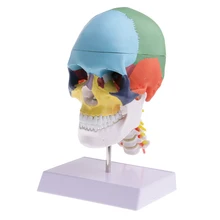 1:1 Colored 22 Parts Human Head Skull with Cervical Vertebra Skeleton Model for School Learning Resources Lad Supplies
1:1 Colored 22 Parts Human Head Skull with Cervical Vertebra Skeleton Model for School Learning Resources Lad Supplies