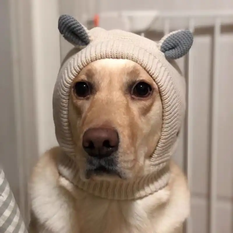 ニットペット帽子暖かい快適な素敵なおかしい犬ニット帽子ペットのため春暖かいニット犬キャップペット春ファッション犬の帽子 Gooum
