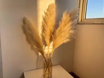 Pampas Beige Home Decoration Wedding Artificial Flowers Dried Flowers Rabbit Tail Grass Wholesale 
Pampas Beige Home Decoration Wedding Artificial Flowers Dried Flowers Rabbit Tail Grass Wholesale
