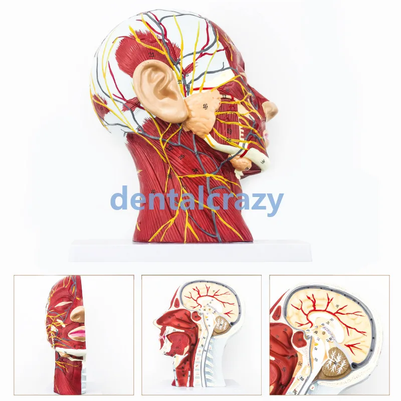 Head Neck Superficial Nerve Vascular Muscle Model Head nerve model teaching supply
Head Neck Superficial Nerve Vascular Muscle Model Head nerve model teaching supply