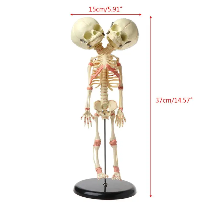Мужской Скелет с двойной головой 37 см | Канцтовары для офиса и дома