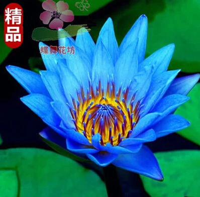 Bowl lotus bonsai, lotus garden, lotus water lily plant, 1 flores/bag
Bowl lotus bonsai, lotus garden, lotus water lily plant, 1 flores/bag