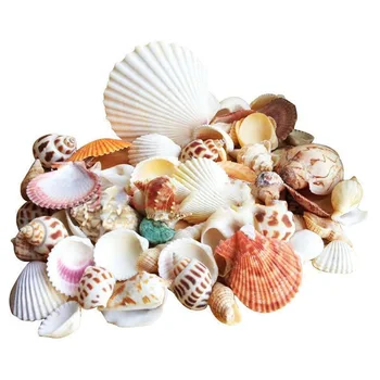 100g Sea Beach Shells Mixed Fish Tank Aquarium Landscape Decoration Durable Craft SNO88
100g Sea Beach Shells Mixed Fish Tank Aquarium Landscape Decoration Durable Craft SNO88