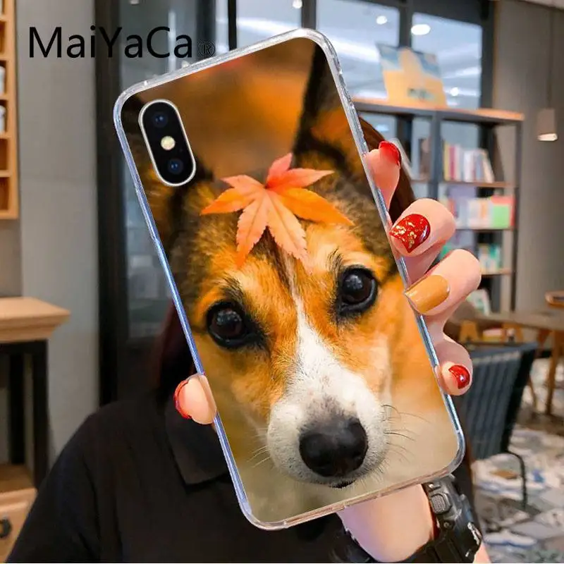Jack Russell Terrier Dog