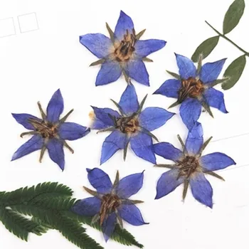 Borago Starflower Original Color Epoxy Dried Flowers For DIY Accessories 120Pcs
Borago Starflower Original Color Epoxy Dried Flowers For DIY Accessories 120Pcs