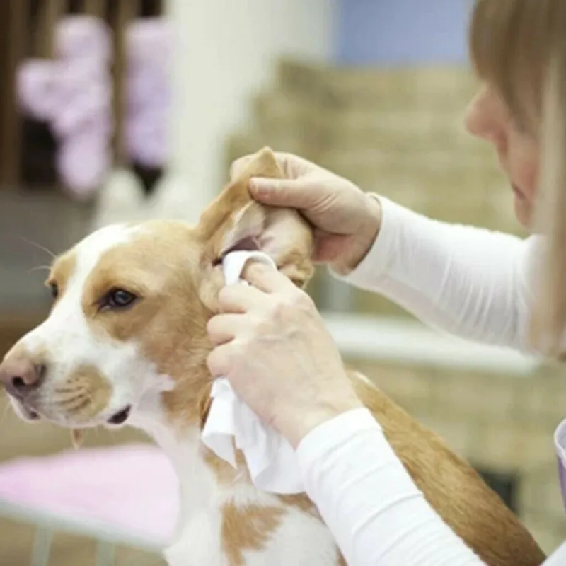 Pet ушной порошок не вызывает болезненных ощущений для удаления волос собак кошек