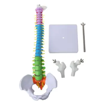 45cm Removable Human Spine Model Spinal Column Vertebral Lumbar Curve Anatomical Medical Teaching Tool
45cm Removable Human Spine Model Spinal Column Vertebral Lumbar Curve Anatomical Medical Teaching Tool