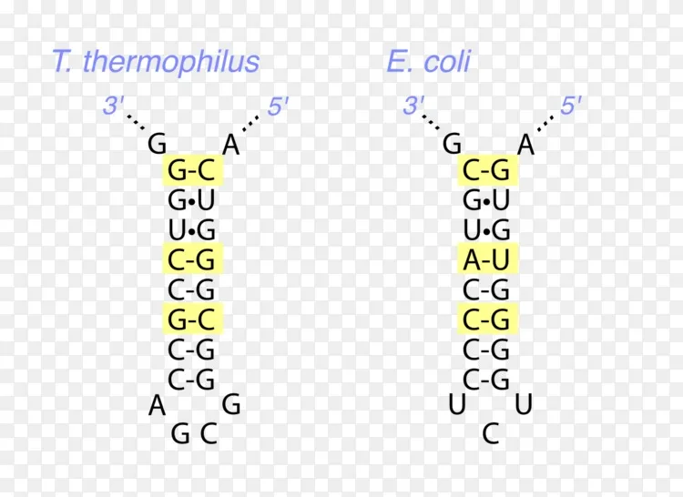 核酸三级结构信使rna dna蛋白二级结构保守性png图片素材免费下载 图片编号5483463 png素材网