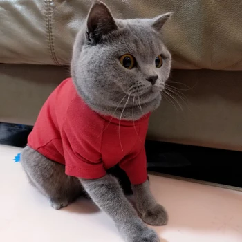 Spring Pet Cat Sweatshirt Sweater Fashion Solid Clothes for Cats Katten Kleding Kedi Giyim Cat Clothing Outfit Mascotas Products
Spring Pet Cat Sweatshirt Sweater Fashion Solid Clothes for Cats Katten Kleding Kedi Giyim Cat Clothing Outfit Mascotas Products