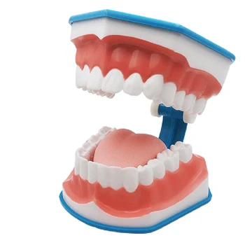 1Pc Teeth Brushing Model with Tongue Teeth Jaw Models for School Teaching Dentist Teeth Models
1Pc Teeth Brushing Model with Tongue Teeth Jaw Models for School Teaching Dentist Teeth Models