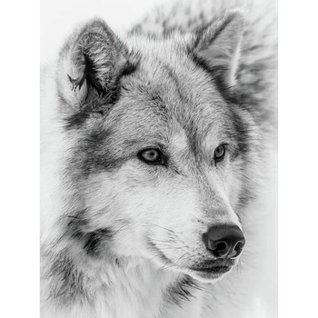 Full round/square Drill 5D DIY Diamond Painting Wolf 3D Diamond Embroidery animal Cross Stitch Mosaic Rhineston home decor M318
Full round/square Drill 5D DIY Diamond Painting Wolf 3D Diamond Embroidery animal Cross Stitch Mosaic Rhineston home decor M318