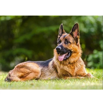 5D DIY Diamond Painting Full Square/Round 3D Diamond Embroidery German Shepherd Sale Pictures of Rhinestones mosaic Decor FG1979
5D DIY Diamond Painting Full Square/Round 3D Diamond Embroidery German Shepherd Sale Pictures of Rhinestones mosaic Decor FG1979