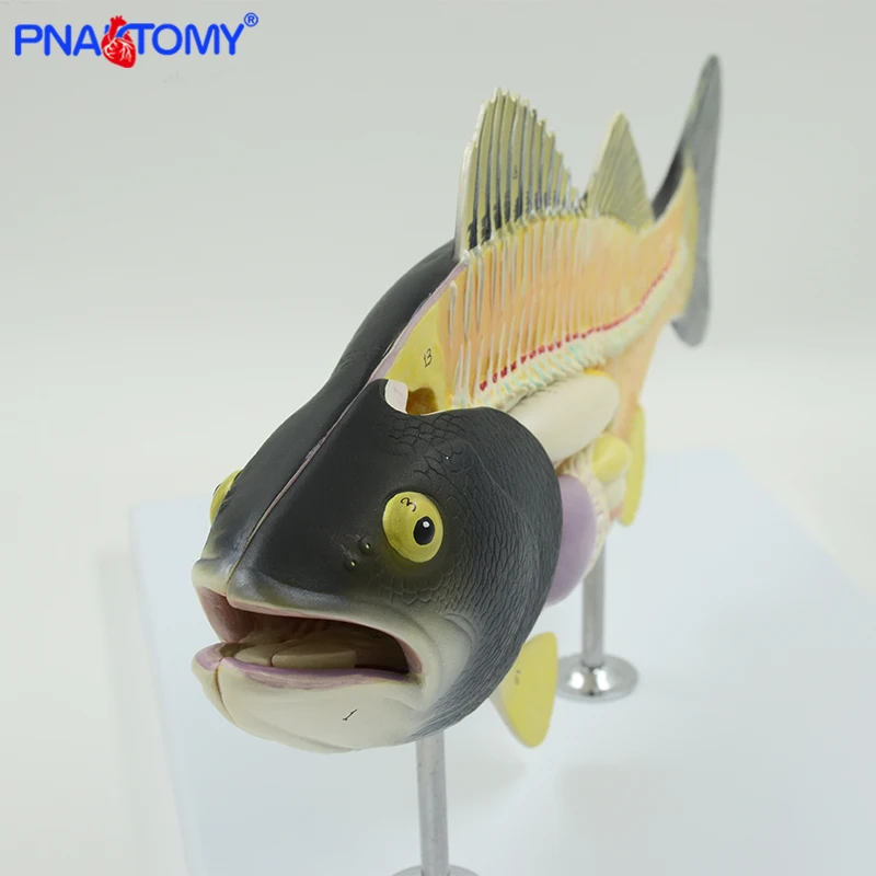 Fish anatomical model fish bone weever anatomy model animal model students studying tool detachable with base colored PNATOMY
Fish anatomical model fish bone weever anatomy model animal model students studying tool detachable with base colored PNATOMY
