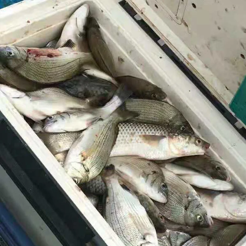 Black Porgy Fishing Bait Small Anchovy Barracuda Monkshood Fish Promote Food Additive Lure Bass Lure Nest Material Fishing Suppl
Black Porgy Fishing Bait Small Anchovy Barracuda Monkshood Fish Promote Food Additive Lure Bass Lure Nest Material Fishing Suppl