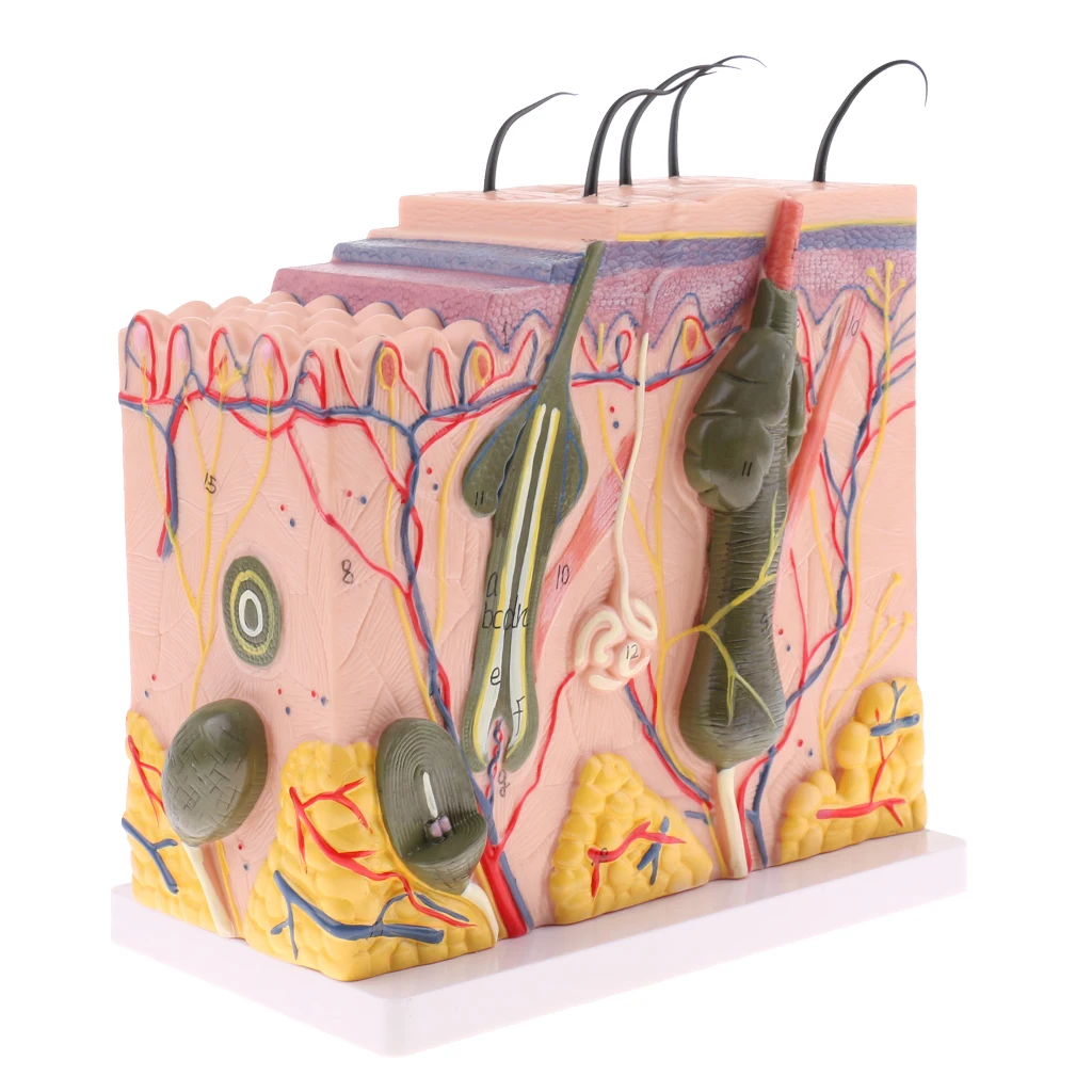 50X Anatomical Skin Model Anatomy Science Study Teaching Aids Medical Models
50X Anatomical Skin Model Anatomy Science Study Teaching Aids Medical Models