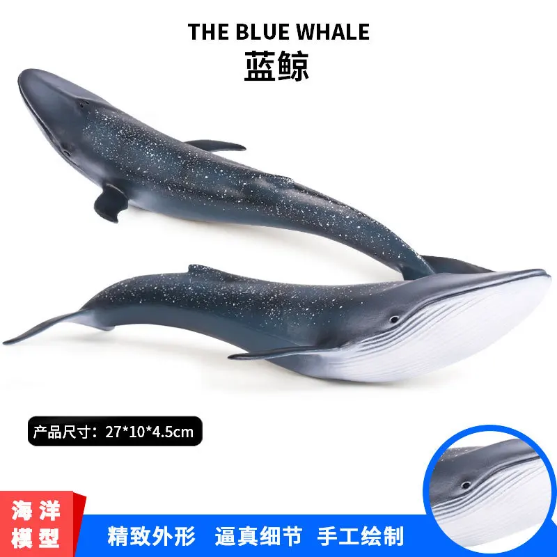 Children Cognitive Model Marine Organism Toy Animals Model Blue Whale Model Toy Static Garage Kit Decoration
Children Cognitive Model Marine Organism Toy Animals Model Blue Whale Model Toy Static Garage Kit Decoration