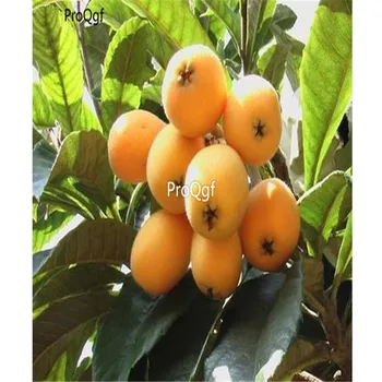 Ngryise 300Pcs A Set Loquat Fruit Semente Eriobotrya Japonica 
Ngryise 300Pcs A Set Loquat Fruit Semente Eriobotrya Japonica